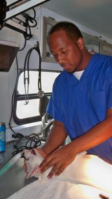 Operations manager Marsden Burke preps a pup for surgery. Operations manager Marsden Burke preps a pup for surgery.